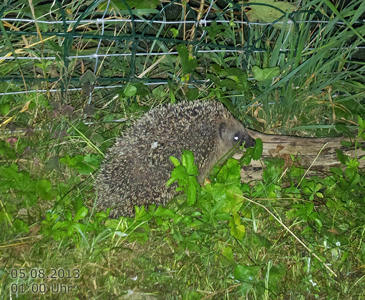 igel-august2013001