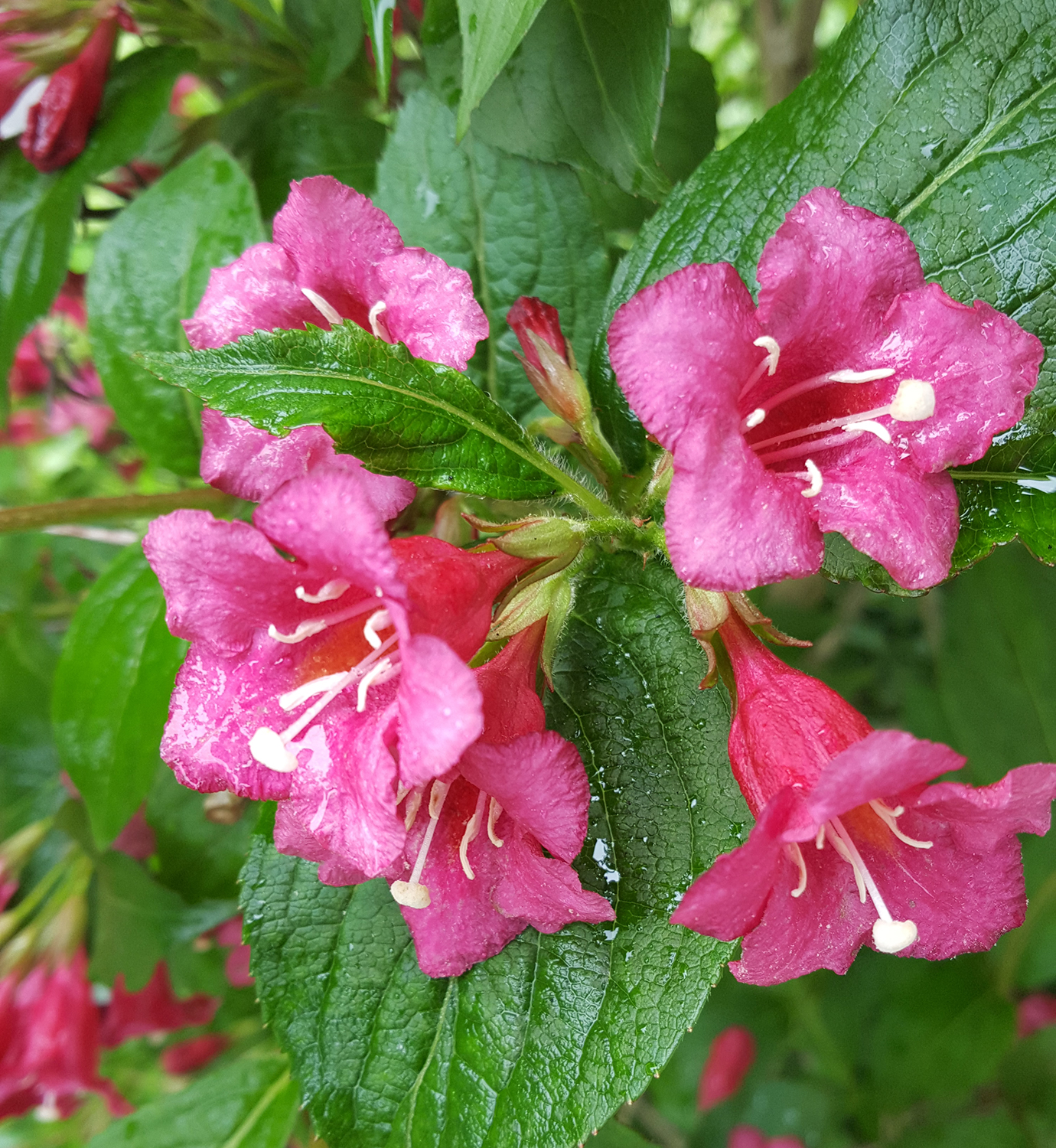 weigelia001