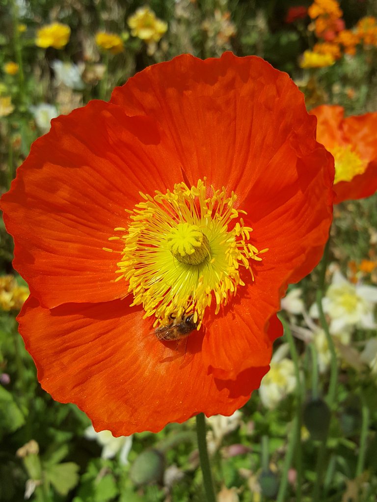 Ich popp Dich bis Du blühst Ezris kleine Welt